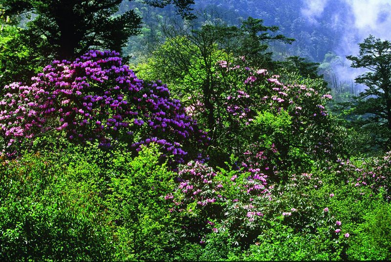 Azalea Blossoms at Emei Mountain