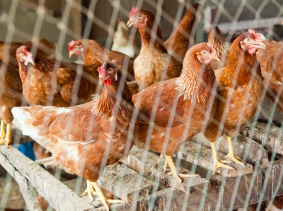 UK's 2 Sisters Food Group to Invest &pound;150m in Poultry Business