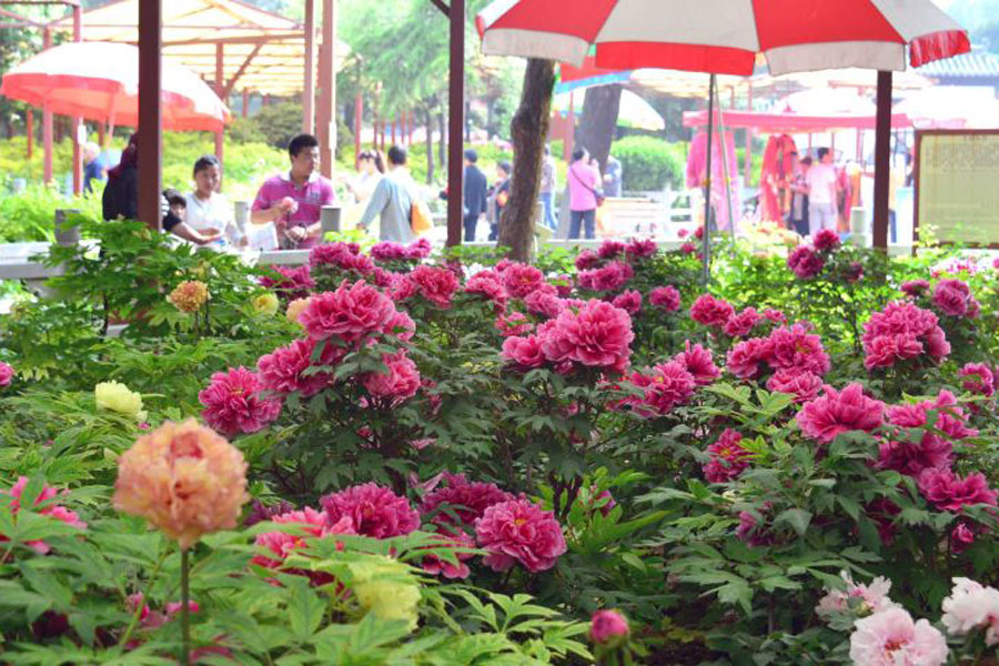 Relishing Flowers at The Wangcheng Park in May