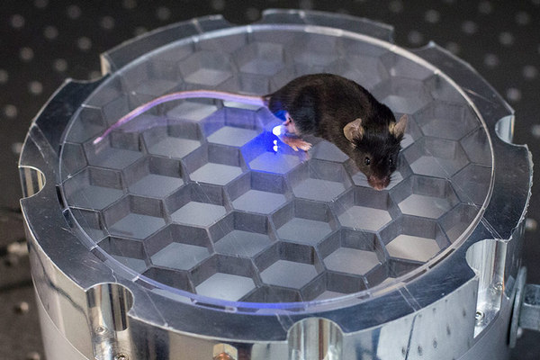 Stanford Scientists Wirelessly Control Mouse with Blue LED Implant
