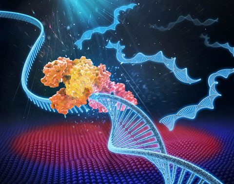 UC Berkley Bioengineers Use LED Lights to Speed up DNA Replication