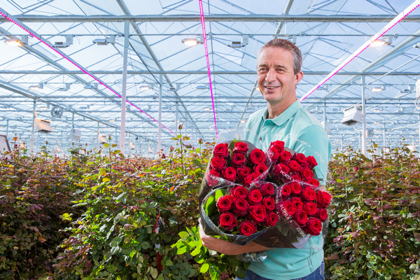 Rose Growers Reap Better Results Using LED Lights