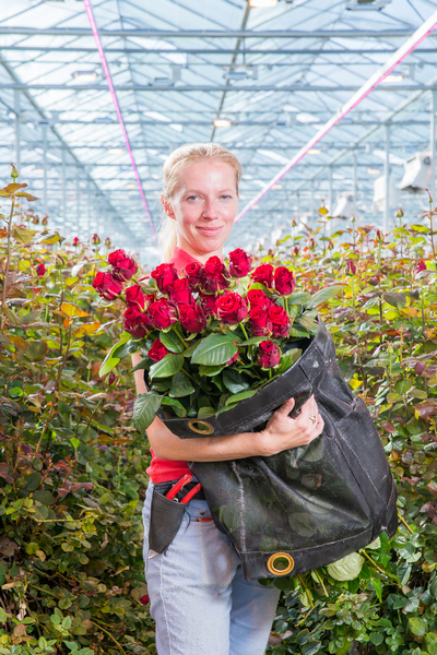 Rose Growers Reap Better Results Using LED Lights_1
