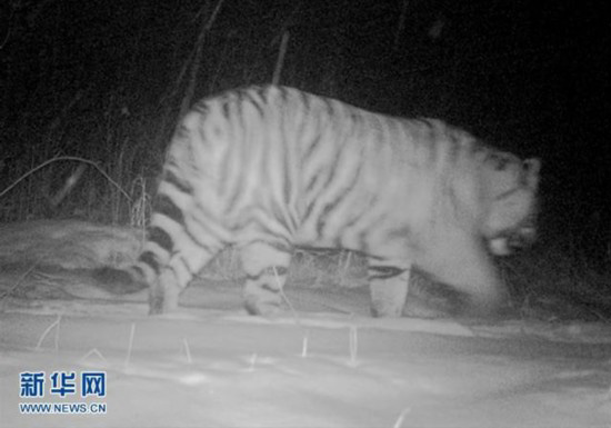 Traces of Wild Siberian Tigers Spotted in NE China Forested Area