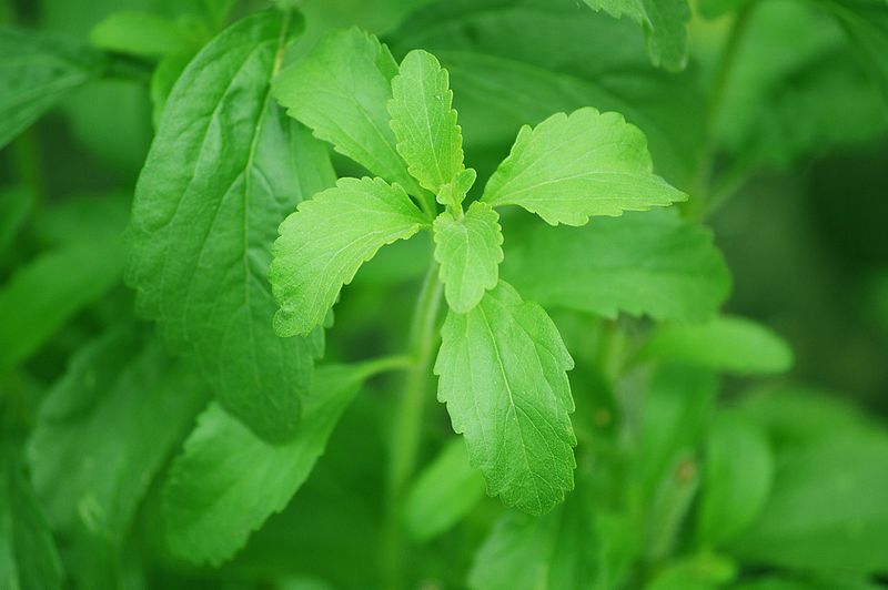 PureCircle to Invest $200m in Indian Stevia Farms in Next Five Years