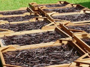 Investment in Tonga's Vanilla Reaps Benefit From Madagascan Vanilla Disaster